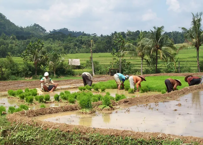 Hotel Bakung And Ubud (Bali)