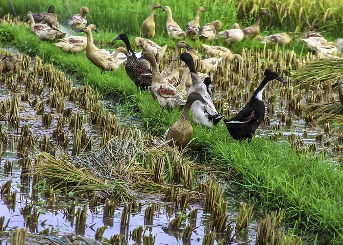 Bakung And Ubud (Bali)